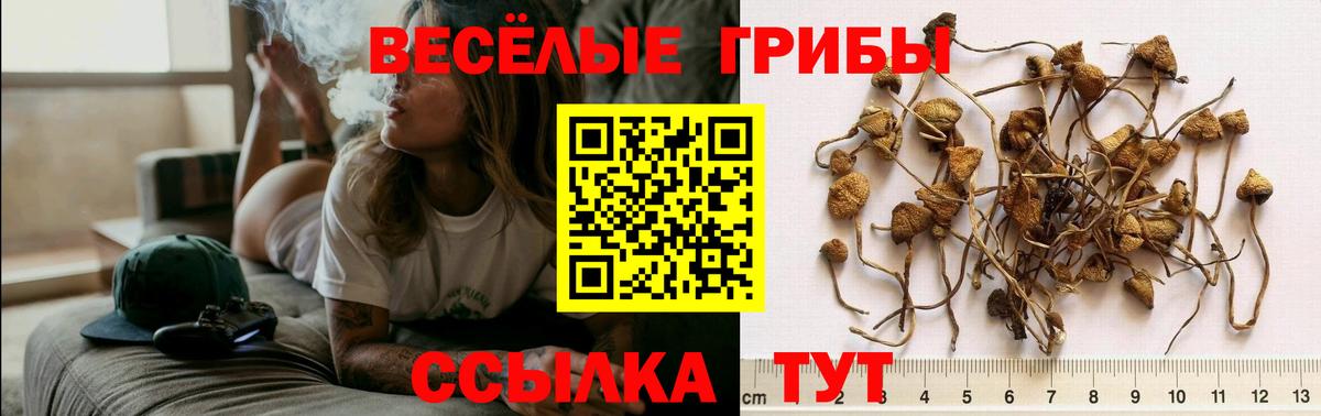 Галлюциногенные грибы Cubensis Семилуки